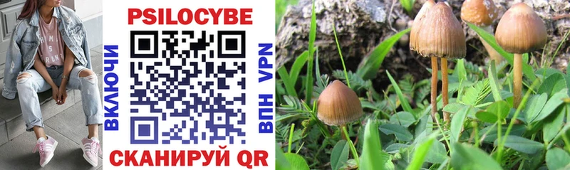 Псилоцибиновые грибы Psilocybe  Купить где  Ульяновск 